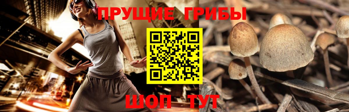 Галлюциногенные грибы Psilocybine cubensis  Вход с VPN  Асбест 